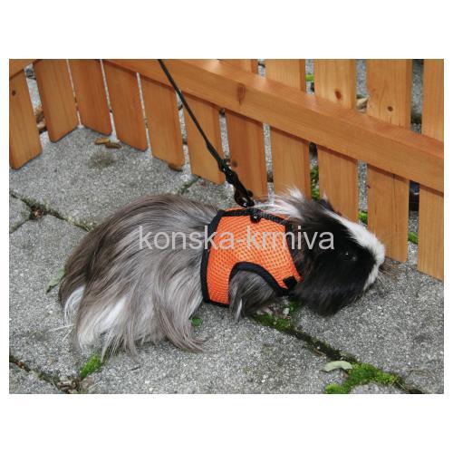 Postroj Sport pro hlodavce